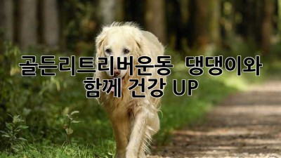 골든리트리버운동 🐾: 댕댕이와 함께 건강 UP! 💪